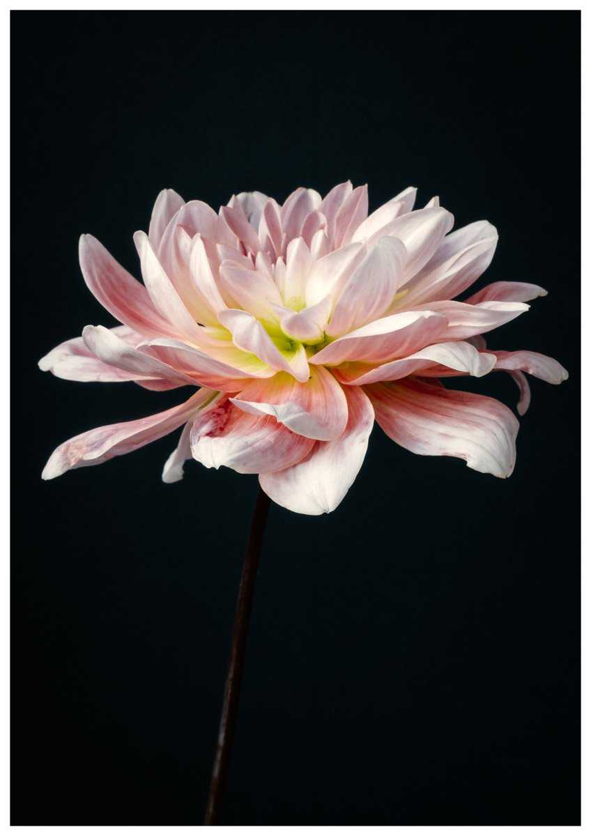 Pink Dahlia Flower, Botanical Art Print, Elegant Home Decor Rachel Vogeleisen Prints
