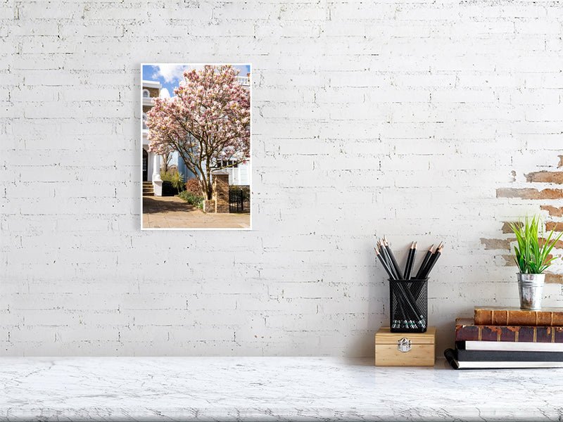London Blossom Art Print - Pink Magnolia Tree Wall Art Rue Paradis Art Prints