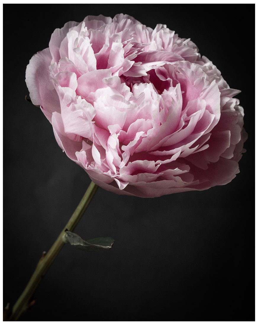 Pink Hues - Rachel Vogeleisen Prints