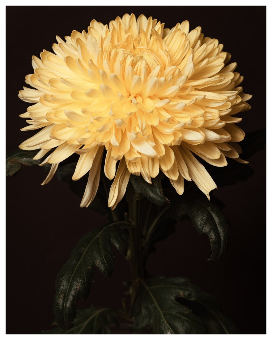Sun Kissed - Rachel Vogeleisen Prints