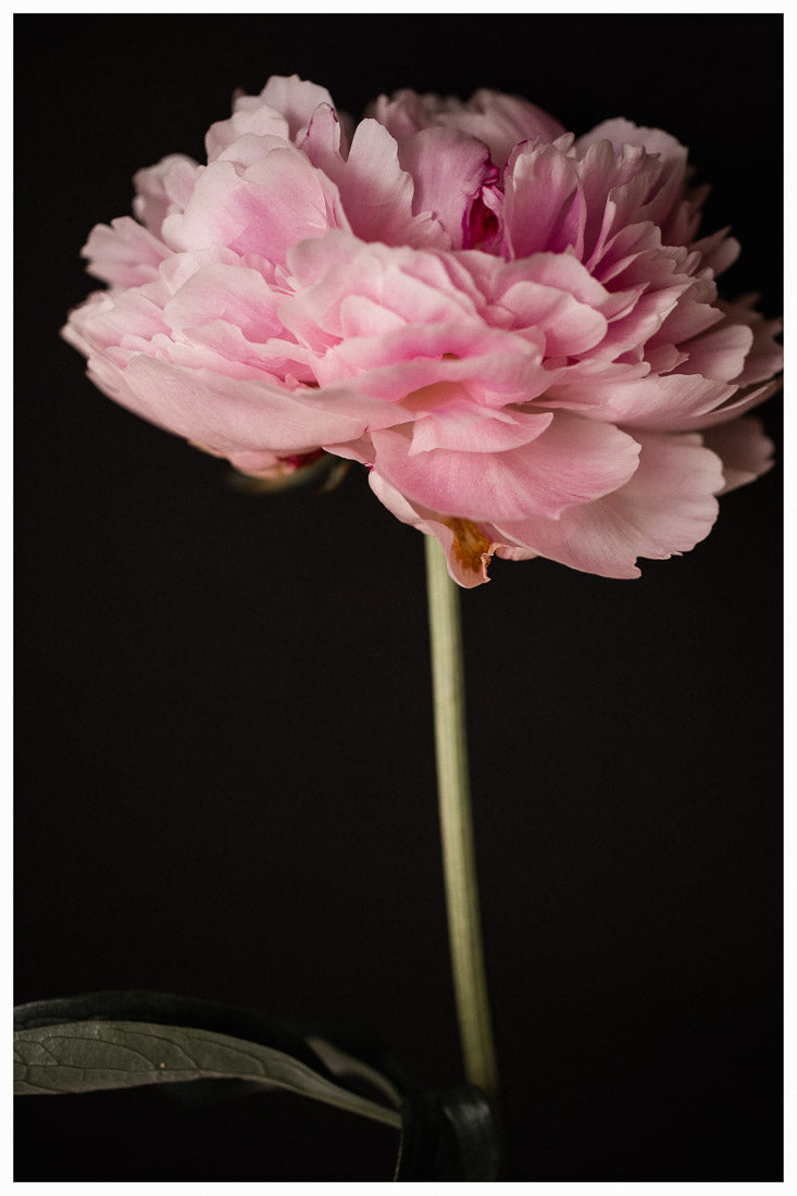 Peony Flower Art Print, Flower head wall art, floral home decor