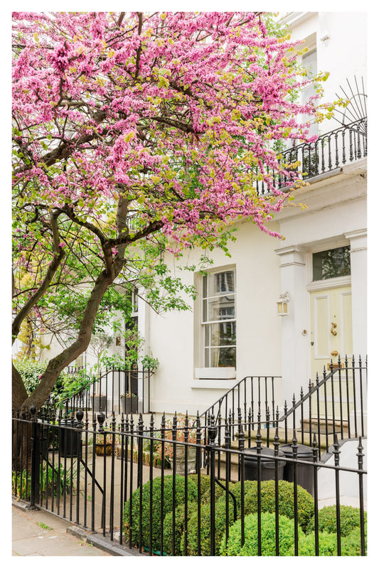 London Lilac Blossom Tree Art Print - London Spring Street Photography