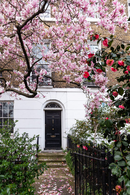 London Magnolia Blossoms Wall Art for bedroom, Pink blossoms for home My Store