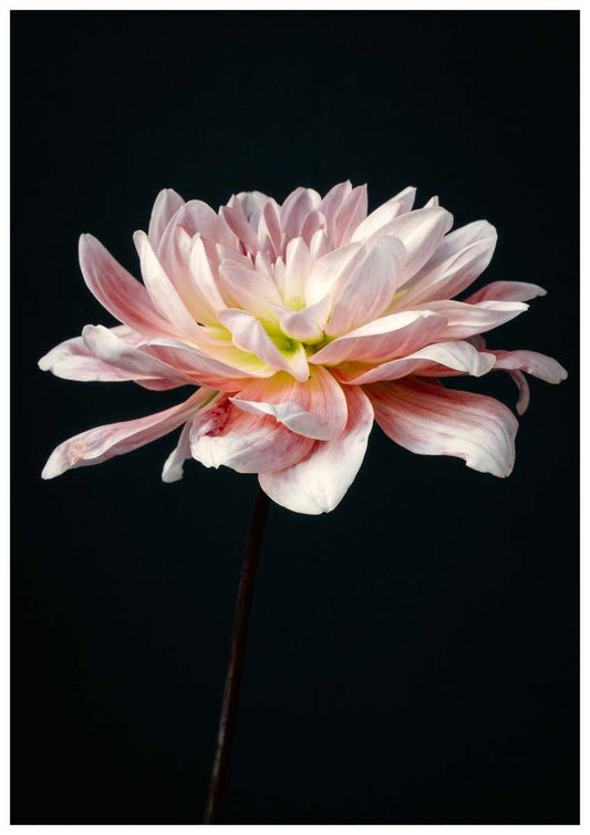Pink Dahlia Flower, Botanical Art Print, Elegant Home Decor Rachel Vogeleisen Prints
