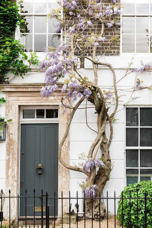 Wisteria Wall Art, London Door Art Print Rachel Vogeleisen