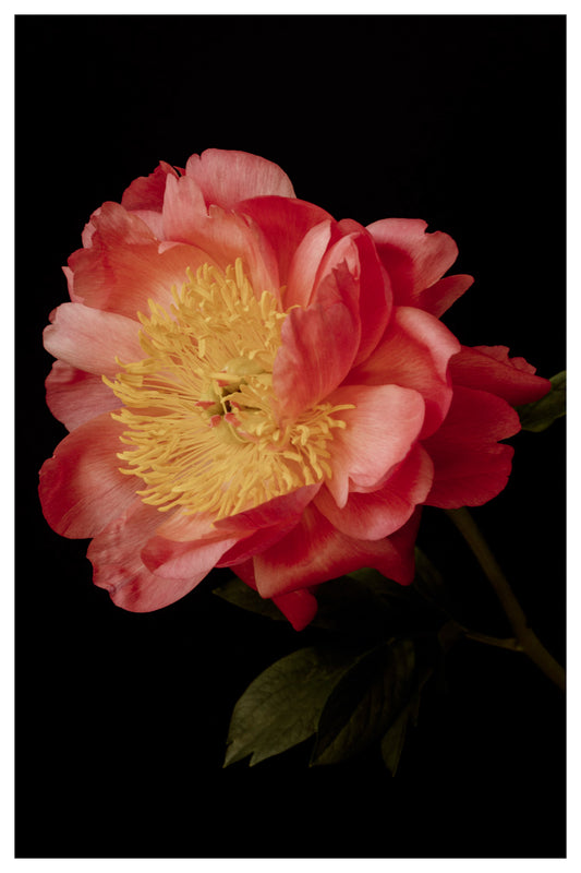 Coral Peony Archival Art Print – Vibrant Floral Wall Art