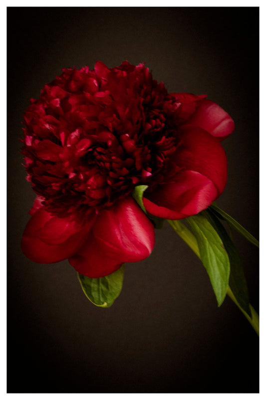 Dark Red Peony in Bloom Archival Print – Wall Art Rachel Vogeleisen Prints