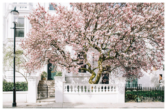London Art Print, Picture of Magnolia Tree, London Art Print Rue Paradis Art Prints