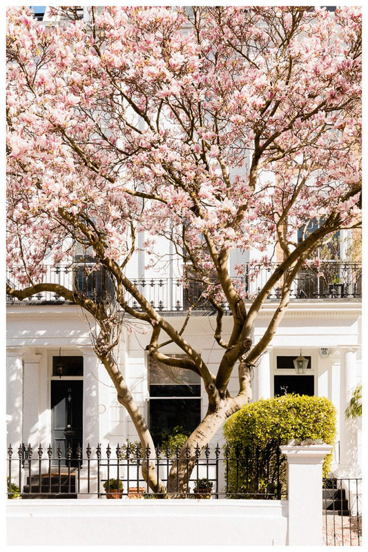 London Pink Magnolia Blossom Art Print, Spring Home Decor Rue Paradis Art Prints