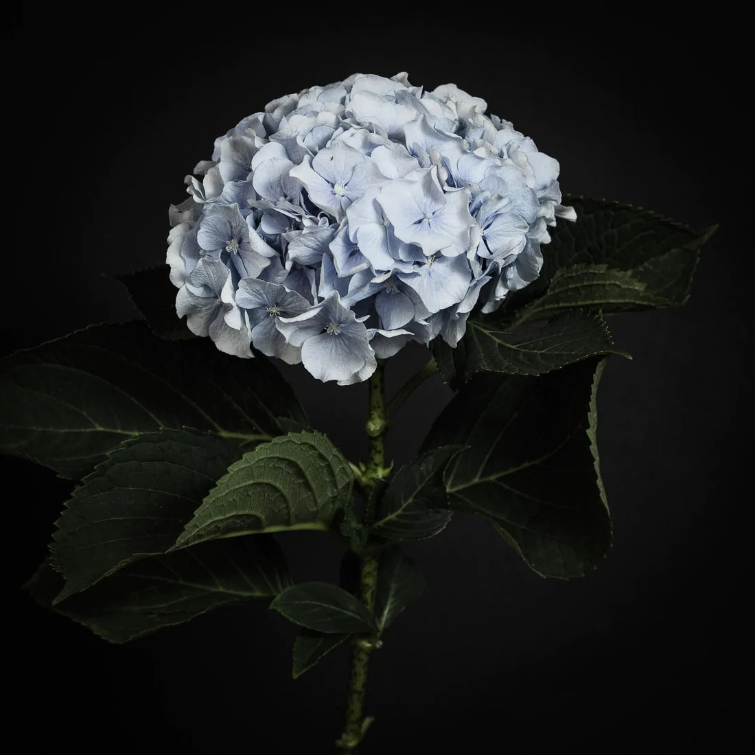 Blue Hydrangea print, fine art photography, Floral Wall Art, Botanical Print, Hydrangea Square Art Print, dark bloom home decor Bewildered Blosssoms