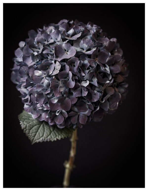 Hydrangea Flower Head Wall Art, Purple Hydrangea Wall Art