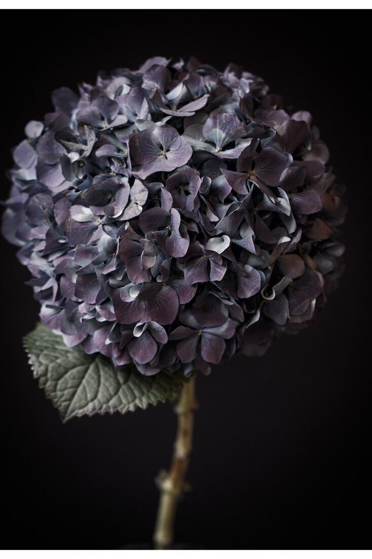 Hydrangea Flower Head Wall Art, Purple Hydrangea Wall Art