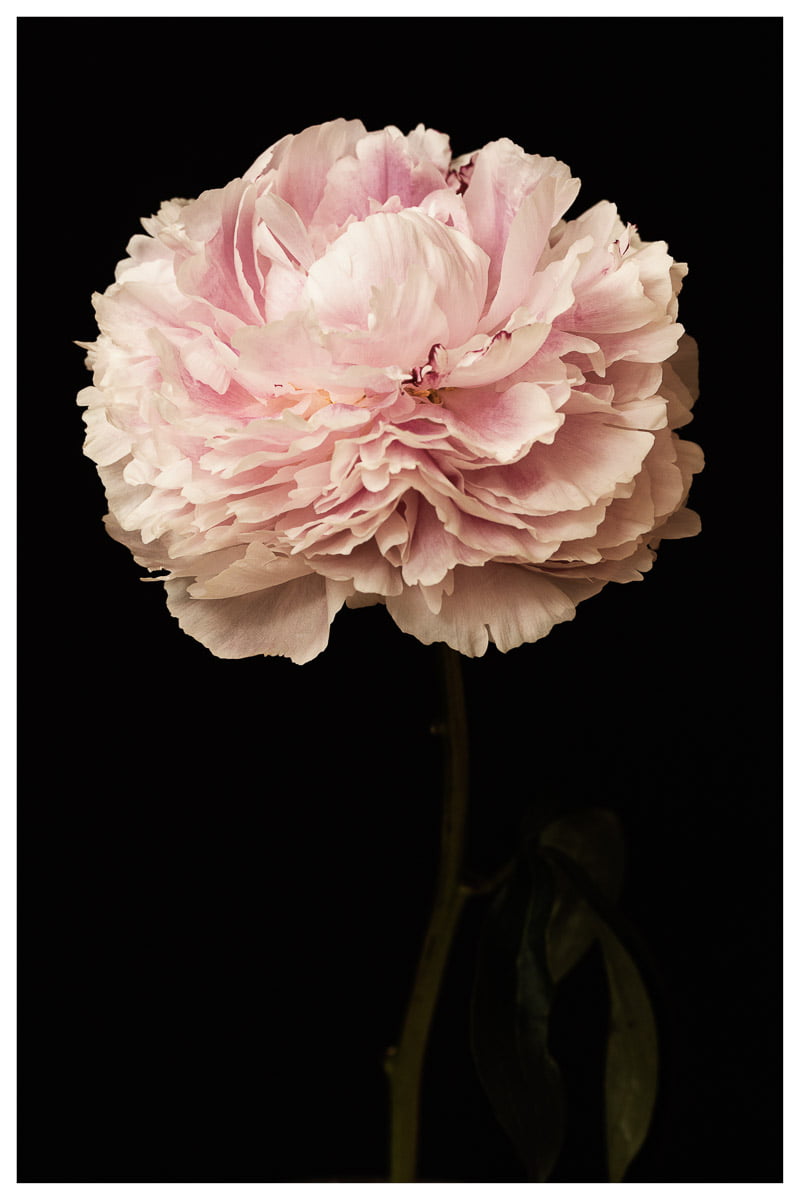 Contemporary Peony Photography Prints by Rachel Vogeleisen - Modern Floral Wall Art for Home Decor