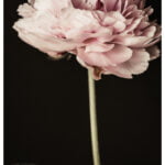 Contemporary Peony Photography Print, Modern Floral Wall Art