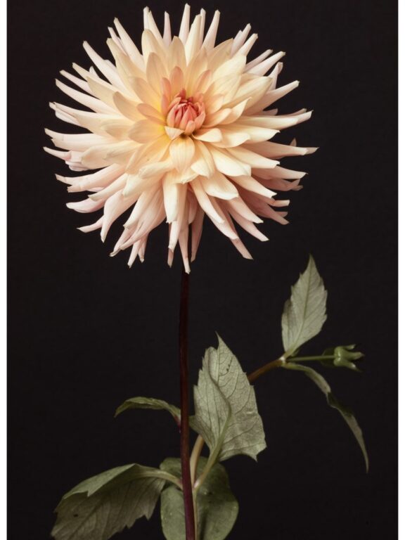 Bold Blush Pink Dahlia Flower Art Print – Botanical Wall Decor by Rachel Vogeleisen