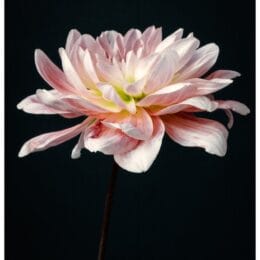 Edwardian Woman Portrait with Lilies Wall Art