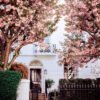 London cherry blossoms wall art for home decor, Pink blossom wall art