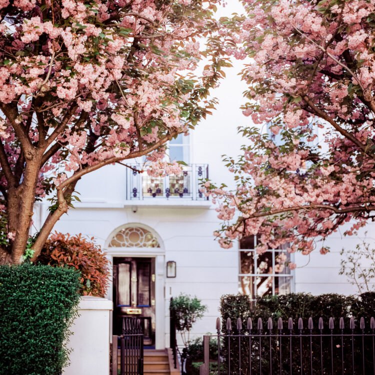London cherry blossoms wall art for home decor, Pink blossom wall art