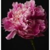 Peony Portrait Art Print