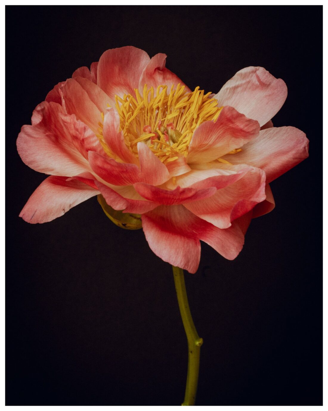 Elegant Coral Peony Flower Portrait | Black Background Art Print