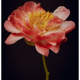 Bold Peony: Empowering Floral Wall Art Print