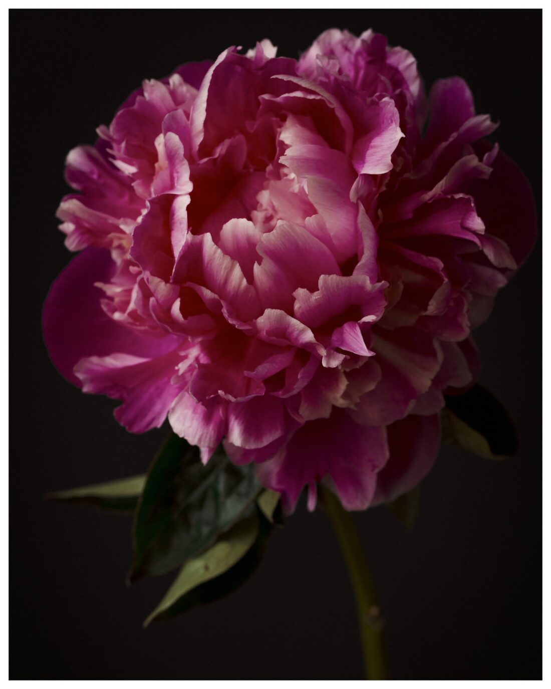 Bold Peony: Empowering Floral Wall Art Print"