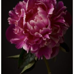 Stunning Coral Peony Art Print | Floral Wall Decor on Black Background