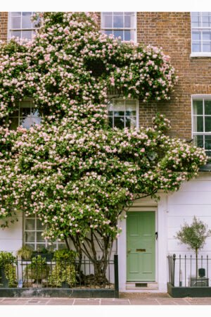 London Spring Roses Wall Art | Eco-Friendly Square Print