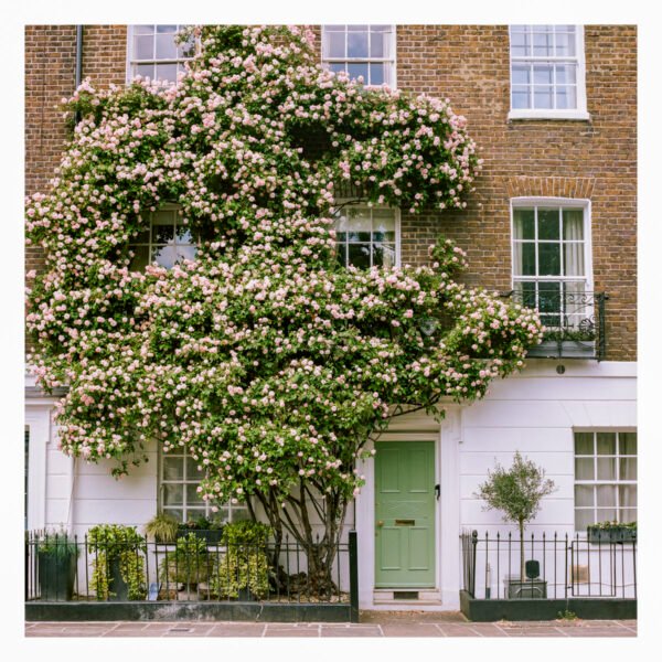 London Spring Roses Wall Art | Eco-Friendly Square Print