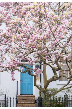 Picture of a Magnolia Tree - London Spring Wall Art