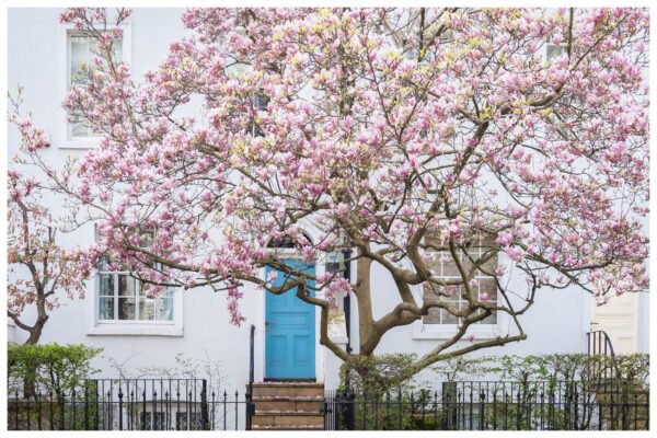 Picture of a Magnolia Tree - London Spring Wall Art