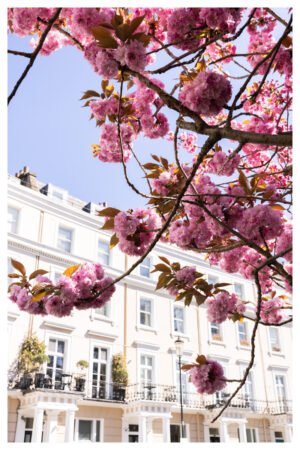Elegant London Cherry Blossom Wall Art: Eco-Friendly Bamboo Giclée