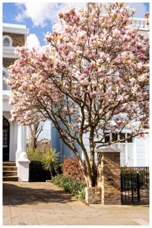 London Blossom Art Print - Pink Magnolia Tree Wall Art