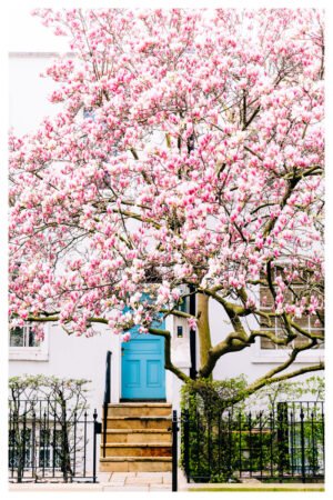London street scene wall art with blossoms, London Magnolia blossom tree wall art, Pink blossoms wall art for home,