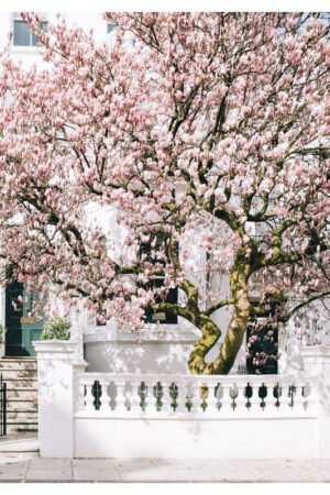 London Magnolia Blossom wall art print, Fine Art Photography, Pink Magnolia Blossom Wall Art, London Spring Home Decor