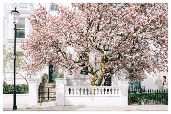 London Magnolia Blossom wall art print, Fine Art Photography, Pink Magnolia Blossom Wall Art, London Spring Home Decor