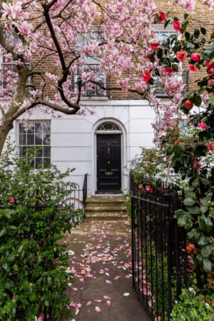 London street scene wall art with Magnoloa blossoms, London spring fine art photography