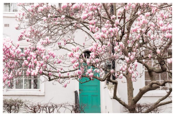 London Art Print, London Spring Photography, Magnolia tree eco-friendly wall art, giclée print