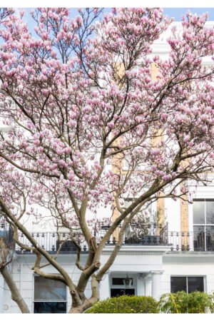 London Magnolia Blossom Wall Art - Spring Floral Photography Print - UK Cityscape Decor"