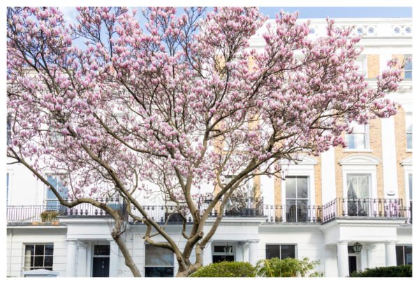 London Magnolia Blossom Wall Art - Spring Floral Photography Print - UK Cityscape Decor"