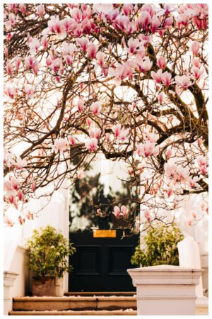 Pink Blossom wall art for home, London Spring photography wall art, Blossoming Magnolia Tree, Spring blossoms wall art prints