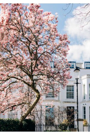 Magnificent Magnolia Blossom Wall Art | London Botanical Print | Pink Floral Home Decor