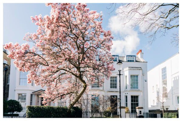 Magnificent Magnolia Blossom Wall Art | London Botanical Print | Pink Floral Home Decor