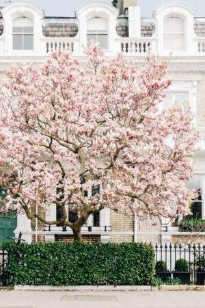 London Pink Magnolia Tree Blossom Wall Art, London Spring Home Decor, Botanical Art Print