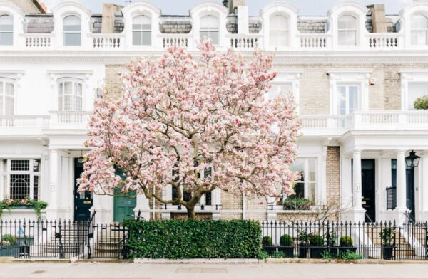 London Pink Magnolia Tree Blossom Wall Art, London Spring Home Decor, Botanical Art Print