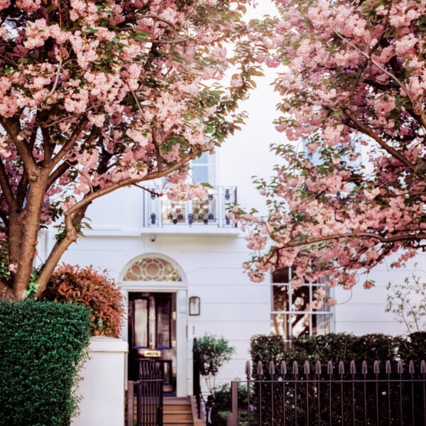 London Cherry blossom wall art for home decor, Pink cherry blossom tree wall art, London street scene wall art with blossoms, Springtime wall art, Giclée print