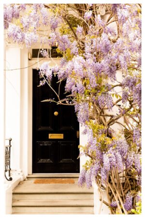London Chelsea Fine Art Photography, Wisteria Tree Blossom Wall Art, Spring London Photo