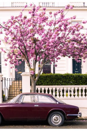 London Cherry Blossom and Classic Car Art Print | Eco Bamboo Print