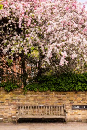London's Enchanted Lilac Tree Art Print