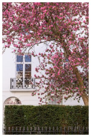 Elegant London Cherry Tree in Bloom Wall Art: Eco-Friendly Bamboo Giclée Print